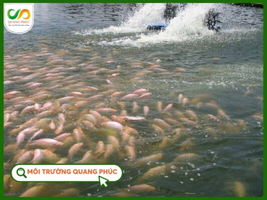 Màng chống thấm HDPE ứng dụng hồ nuôi