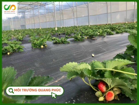 Ứng dụng màng chống thấm hdpe nông nghiệp